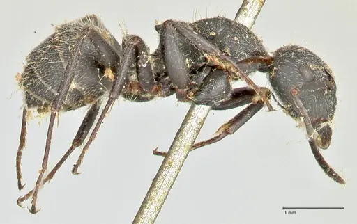 Camponotus kiesenwetteri specimen FOCOL2486 image focol2486_4