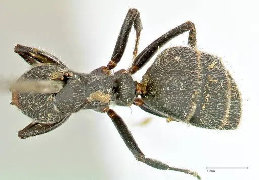 Camponotus kiesenwetteri specimen FOCOL2487 image focol2487_1