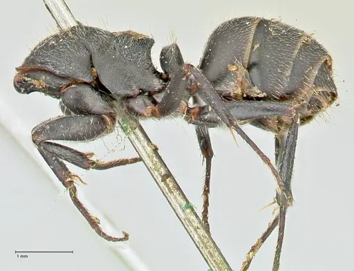 Camponotus kiesenwetteri specimen FOCOL2487 image focol2487_2