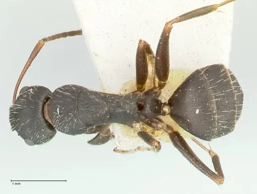 Camponotus kiesenwetteri specimen FOCOL2488 image focol2488_1