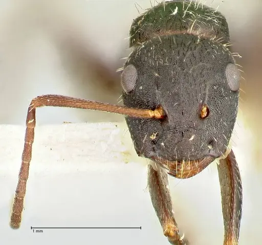 Camponotus kiesenwetteri specimen FOCOL2488 image focol2488_2