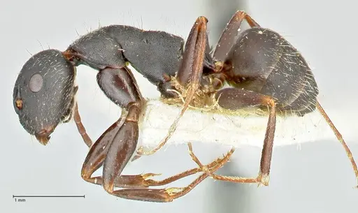 Camponotus kiesenwetteri specimen FOCOL2488 image focol2488_3
