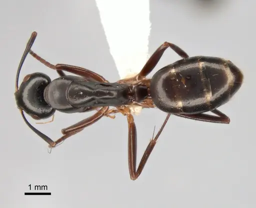 Camponotus kiusiuensis specimen CASENT0882044 image casent0882044_1