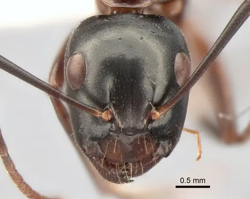 Camponotus kiusiuensis specimen CASENT0882044 image casent0882044_2