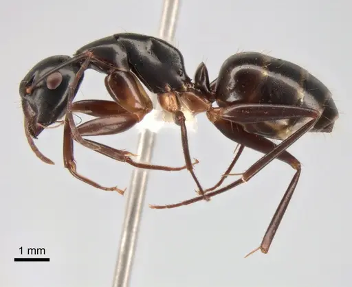 Camponotus kiusiuensis specimen CASENT0882044 image casent0882044_3