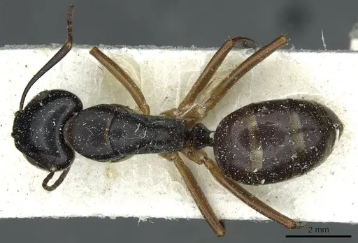 Camponotus kiusiuensis specimen CASENT0911870 image casent0911870_1