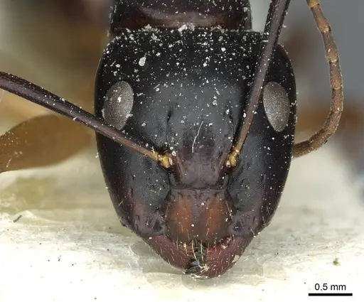 Camponotus kiusiuensis specimen CASENT0911870 image casent0911870_2