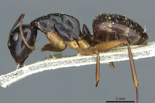 Camponotus kiusiuensis specimen CASENT0911870 image casent0911870_3