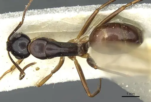 Camponotus kiusiuensis specimen CASENT0911871 image casent0911871_1