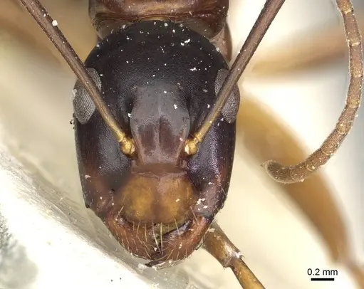 Camponotus kiusiuensis specimen CASENT0911871 image casent0911871_2