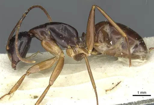 Camponotus kiusiuensis specimen CASENT0911871 image casent0911871_3