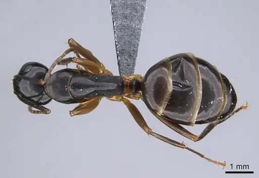 Camponotus kiusiuensis specimen CASENT0923678 image casent0923678_1