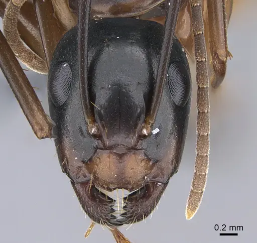 Camponotus kiusiuensis specimen CASENT0923678 image casent0923678_2
