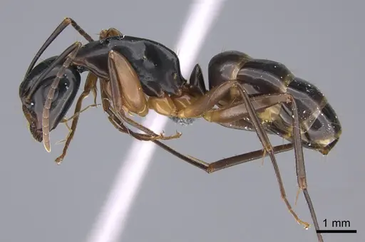 Camponotus kiusiuensis specimen CASENT0923678 image casent0923678_3