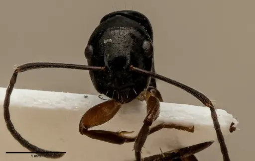 Camponotus klaesii specimen ANTWEB1060637 image antweb1060637_1