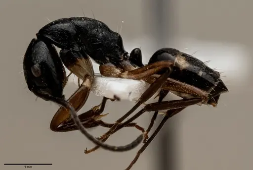 Camponotus klaesii specimen ANTWEB1060637 image antweb1060637_2