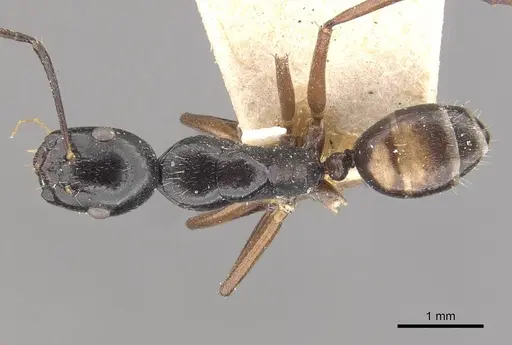 Camponotus klaesii specimen CASENT0910578 image casent0910578_1