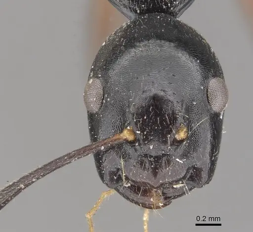 Camponotus klaesii specimen CASENT0910578 image casent0910578_2