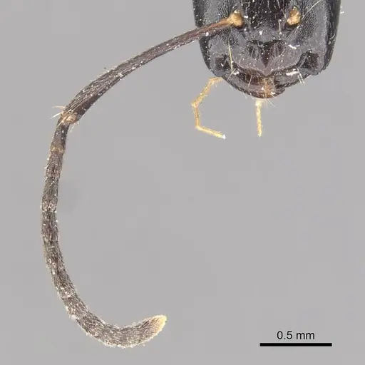 Camponotus klaesii specimen CASENT0910578 image casent0910578_3