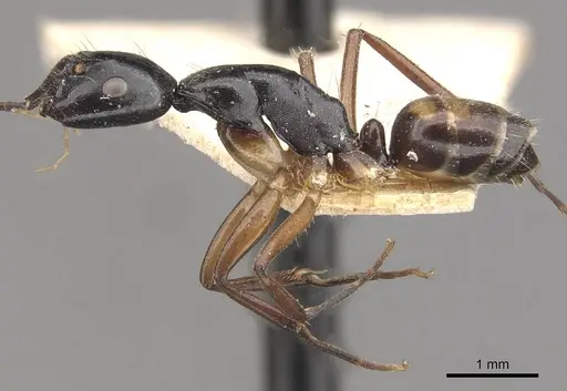 Camponotus klaesii specimen CASENT0910578 image casent0910578_4
