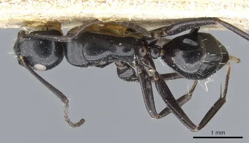 Camponotus klugii specimen CASENT0905451 image casent0905451_1