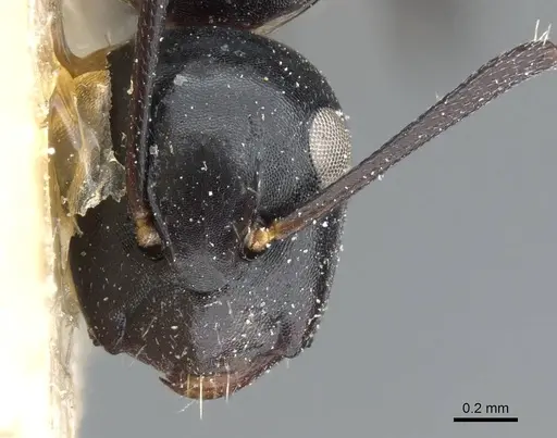 Camponotus klugii specimen CASENT0905451 image casent0905451_2