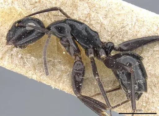 Camponotus klugii specimen CASENT0905451 image casent0905451_3