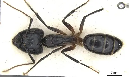 Camponotus knysnae specimen CASENT0903516 image casent0903516_1