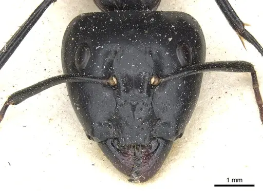 Camponotus knysnae specimen CASENT0903516 image casent0903516_2