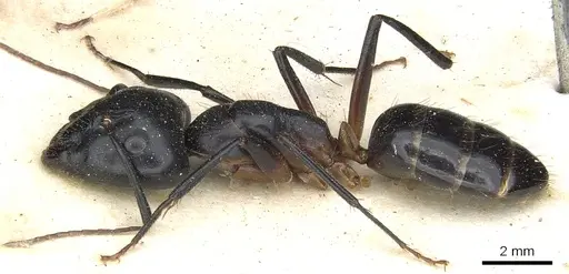 Camponotus knysnae specimen CASENT0903516 image casent0903516_3