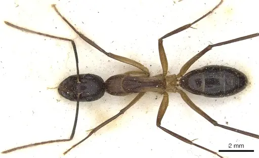 Camponotus knysnae specimen CASENT0903517 image casent0903517_1