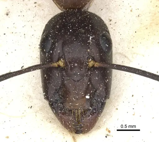 Camponotus knysnae specimen CASENT0903517 image casent0903517_2