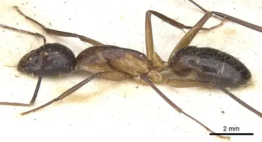 Camponotus knysnae specimen CASENT0903517 image casent0903517_3