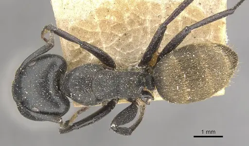 Camponotus kollbrunneri specimen CASENT0910461 image casent0910461_1