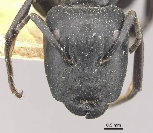 Camponotus kollbrunneri specimen CASENT0910461 image casent0910461_2