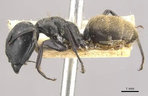 Camponotus kollbrunneri specimen CASENT0910461 image casent0910461_3