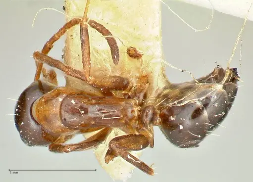 Camponotus kolthoffi specimen FOCOL2489 image focol2489_1