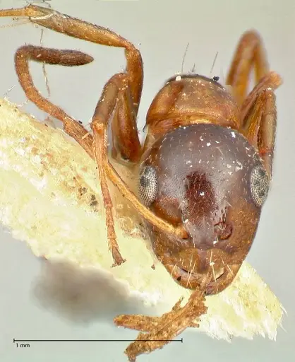 Camponotus kolthoffi specimen FOCOL2489 image focol2489_2