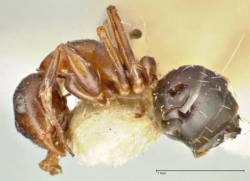 Camponotus kolthoffi specimen FOCOL2489 image focol2489_3