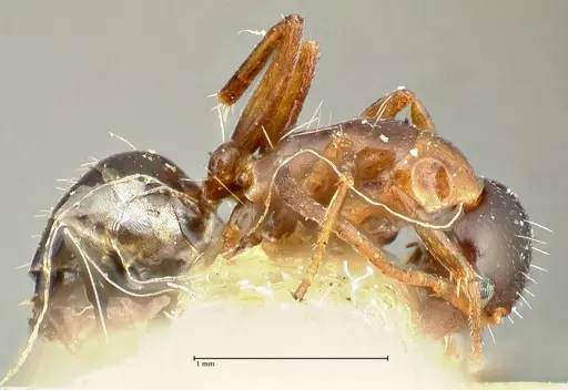 Camponotus kolthoffi specimen FOCOL2489 image focol2489_4