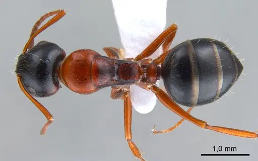 Camponotus kopetdaghensis specimen ANTWEB1008055 image antweb1008055_1