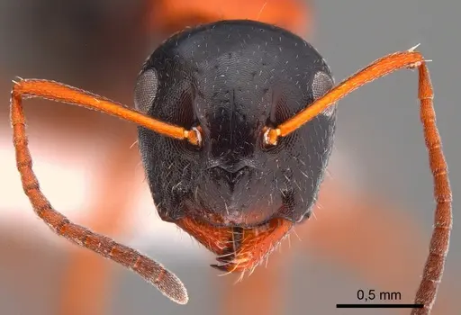 Camponotus kopetdaghensis specimen ANTWEB1008055 image antweb1008055_2