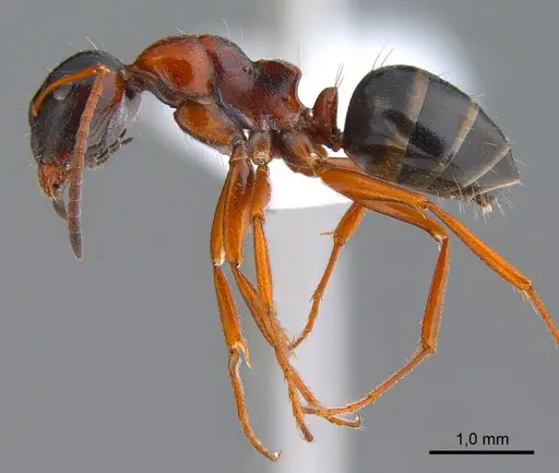 Camponotus kopetdaghensis specimen ANTWEB1008055 image antweb1008055_3