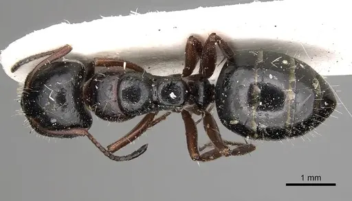 Camponotus kopetdaghensis specimen CASENT0280608 image casent0280608_1