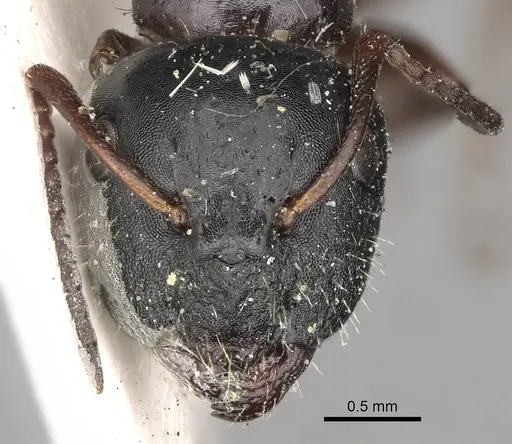 Camponotus kopetdaghensis specimen CASENT0280608 image casent0280608_2