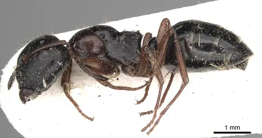 Camponotus kopetdaghensis specimen CASENT0280608 image casent0280608_3