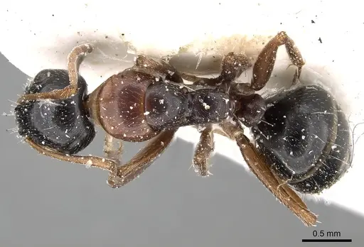 Camponotus kopetdaghensis specimen CASENT0280609 image casent0280609_1