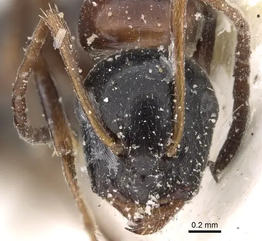 Camponotus kopetdaghensis specimen CASENT0280609 image casent0280609_2