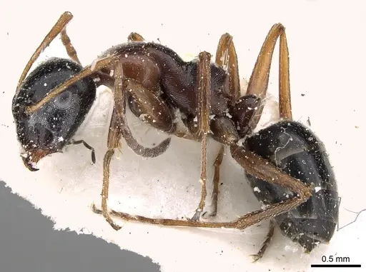 Camponotus kopetdaghensis specimen CASENT0280609 image casent0280609_3