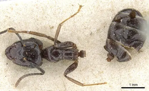 Camponotus korthalsiae specimen CASENT0905443 image casent0905443_1